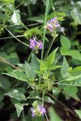 Orbexilum melanocarpum