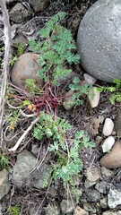 Phlojodicarpus villosus
