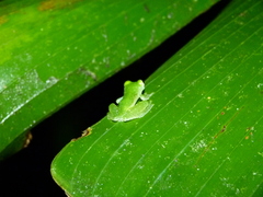 Teratohyla pulverata