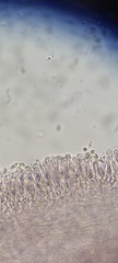 Rhodocollybia prolixa distorta