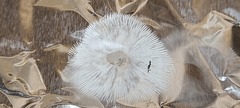 Rhodocollybia prolixa distorta
