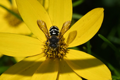Dianthidium subparvum