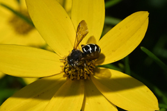 Dianthidium subparvum