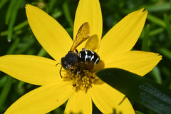 Dianthidium subparvum