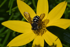 Dianthidium subparvum