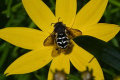 Dianthidium subparvum