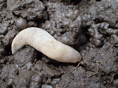 Deroceras reticulatum