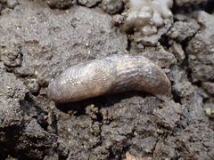 Deroceras reticulatum