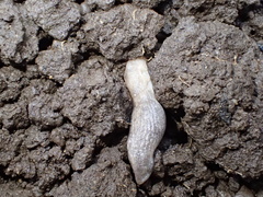 Deroceras reticulatum