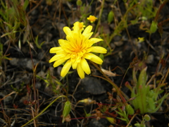 Agoseris glauca