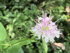 Monarda serotina
