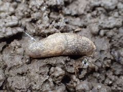 Deroceras reticulatum