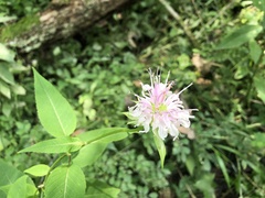 Monarda serotina