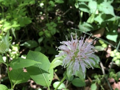 Monarda serotina