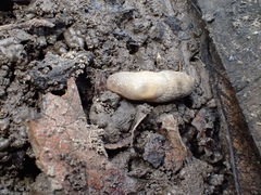 Deroceras reticulatum