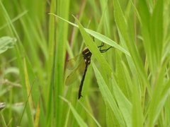 Somatochlora ensigera