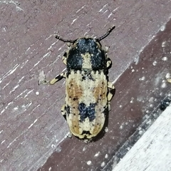 Eugonus