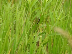 Somatochlora ensigera