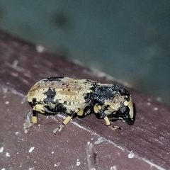 Eugonus