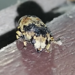 Eugonus