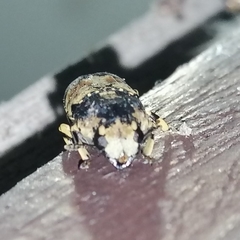 Eugonus