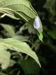 Macremphytus tarsatus