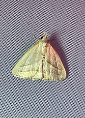 Macrochilo absorptalis