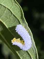 Macremphytus tarsatus