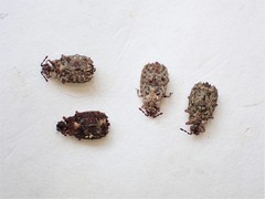 Carventaptera spinifera