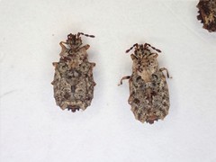 Carventaptera spinifera
