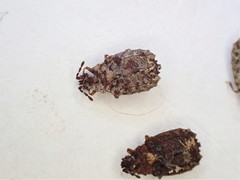 Carventaptera spinifera