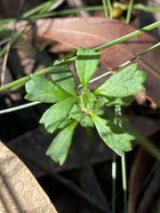 Xanthosia tridentata