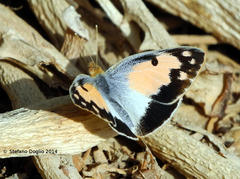 Colotis phisadia