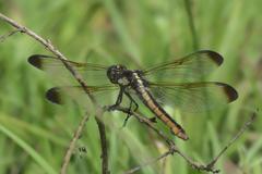 Libellula flavida