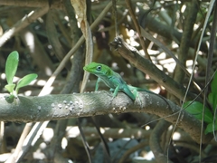 Anolis conspersus