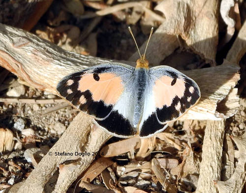 Blue-Spotted Arab