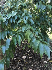 Syzygium kuranda