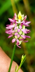 Polygala mariana