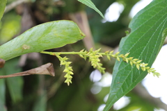 Catopsis sessiliflora