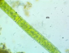 Pleurotaenium