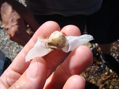 Dosima fascicularis