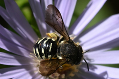 Dianthidium subparvum