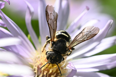 Dianthidium subparvum