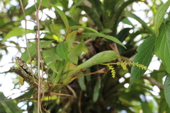 Catopsis sessiliflora