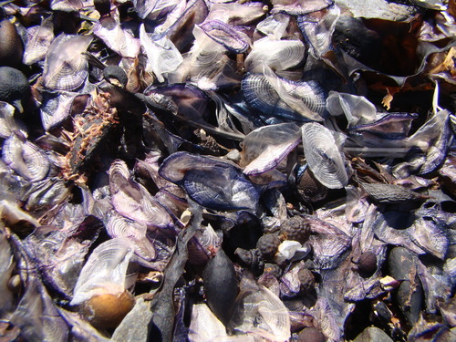 photo of By-the-wind Sailor (Velella velella)