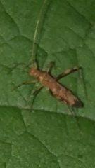 Paraxenetus guttulatus