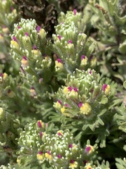 Castilleja exserta latifolia