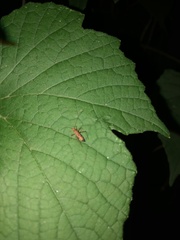 Paraxenetus guttulatus