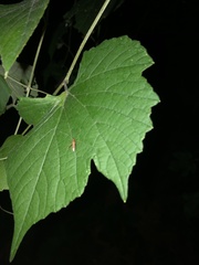 Paraxenetus guttulatus