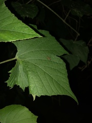 Paraxenetus guttulatus